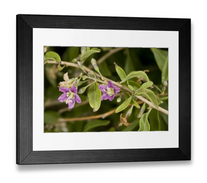 Framed Print : Duke of Argylls Teaplant (Lycium barbarum) introduced naturalised species, close-up of flowers, growing near coast Framed Print : Duke of Argylls Teaplant (Lycium barbarum) introduced naturalised species, close-up of flowers, growing near coast