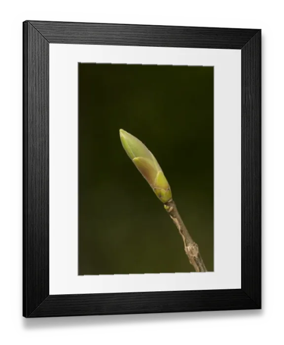 Framed Print : Sycamore (Acer pseudoplatanus) close-up of leafbud, Sheffield, South Yorkshire, England, May Framed Print : Sycamore (Acer pseudoplatanus) close-up of leafbud, Sheffield, South Yorkshire, England, May