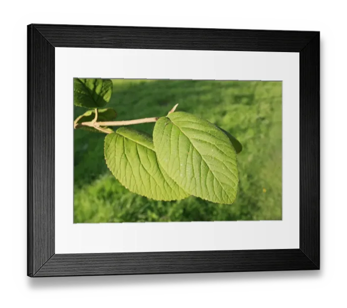 Framed Print : Wayfaring Tree (Viburnum lantana) close-up of leaves, growing in woodland, Vicarage Plantation, Mendlesham, Suffolk Framed Print : Wayfaring Tree (Viburnum lantana) close-up of leaves, growing in woodland, Vicarage Plantation, Mendlesham, Suffolk