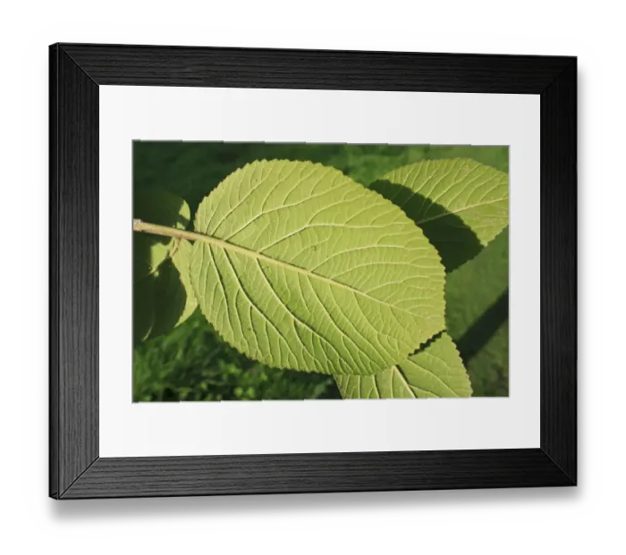 Framed Print : Wayfaring Tree (Viburnum lantana) close-up of leaf underside, growing in woodland, Vicarage Plantation, Mendlesham Framed Print : Wayfaring Tree (Viburnum lantana) close-up of leaf underside, growing in woodland, Vicarage Plantation, Mendlesham