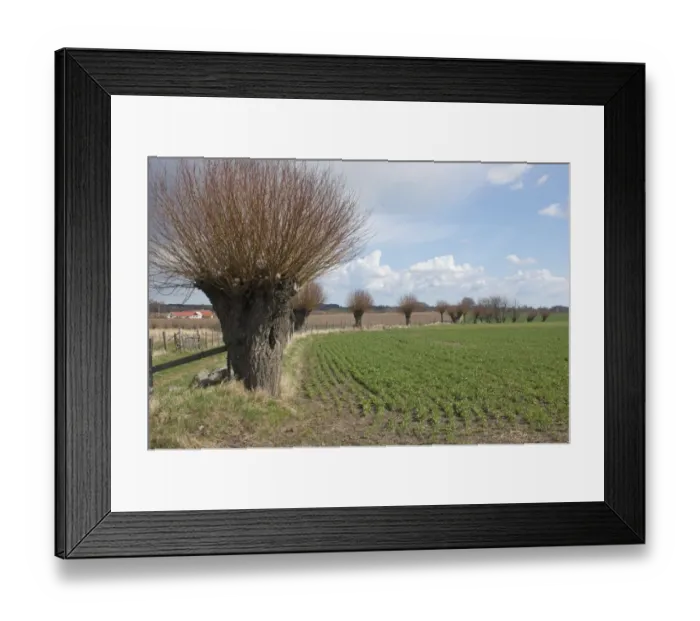 Framed Print : Willow (Salix sp. ) pollarded trees at edge of arable field, Skane, Sweden, spring Framed Print : Willow (Salix sp. ) pollarded trees at edge of arable field, Skane, Sweden, spring