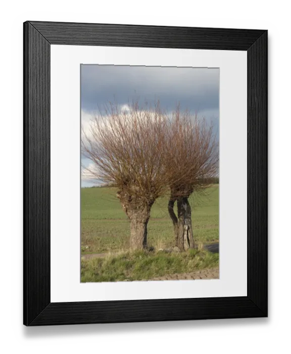 Framed Print : Willow (Salix sp. ) pollarded trees at edge of arable field, Skane, Sweden, spring Framed Print : Willow (Salix sp. ) pollarded trees at edge of arable field, Skane, Sweden, spring