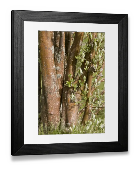 Framed Print : Common Whitebeam (Sorbus aria) close-up of multiple trunks of old coppiced tree, French Pyrenees, France, June Framed Print : Common Whitebeam (Sorbus aria) close-up of multiple trunks of old coppiced tree, French Pyrenees, France, June