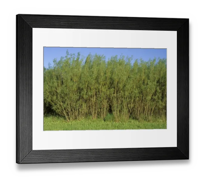 Framed Print : Willow (Salix sp. ) biomass withy crop, in young leaf, Sweden Framed Print : Willow (Salix sp. ) biomass withy crop, in young leaf, Sweden