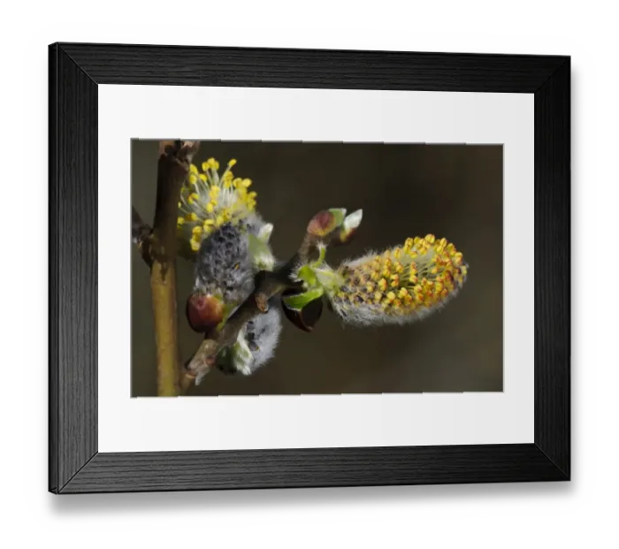 Framed Print : Goat Willow (Salix caprea) close-up of flowering catkins, Blashford Lakes Nature Reserve, Avon Valley, New Forest N. P