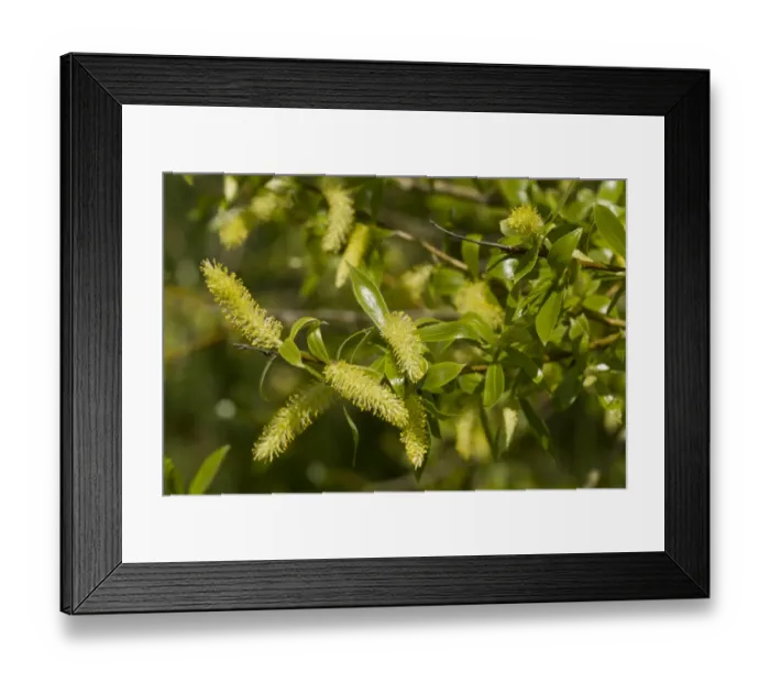 Framed Print : Crack Willow (Salix fragilis) close-up of flowers and leaves, North Meadow, Thames Floodplain, Wiltshire, England, May Framed Print : Crack Willow (Salix fragilis) close-up of flowers and leaves, North Meadow, Thames Floodplain, Wiltshire, England, May