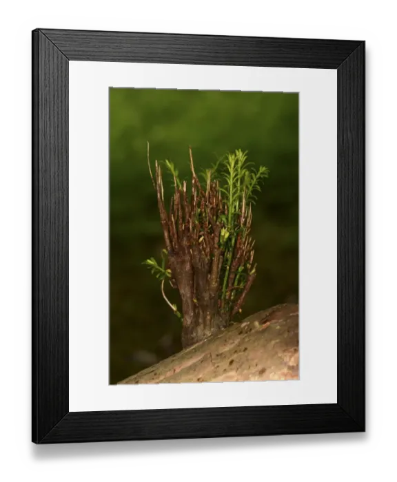 Framed Print : Common Yew (Taxus baccata) close-up of new growth sprouting from old branch, Oxfordshire, England, July Framed Print : Common Yew (Taxus baccata) close-up of new growth sprouting from old branch, Oxfordshire, England, July