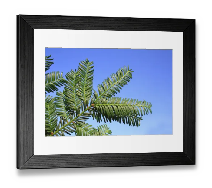 Framed Print : Common Yew (Taxus baccata) close-up of leaves, in garden, Suffolk, England, September
