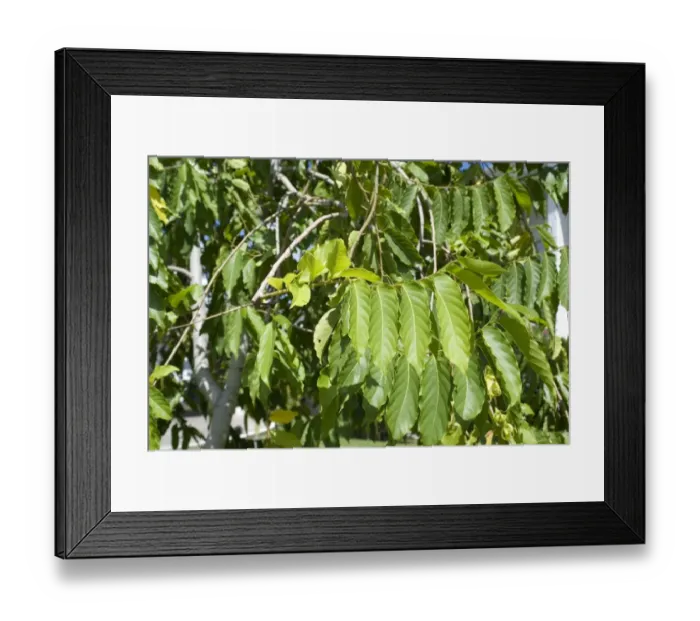 Framed Print : Ylang-ylang (Cananga odorata) close-up of leaves, Grenada, Grenadines, Windward Islands, Lesser Antilles, August Framed Print : Ylang-ylang (Cananga odorata) close-up of leaves, Grenada, Grenadines, Windward Islands, Lesser Antilles, August