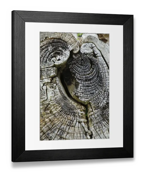 Framed Print : Close-up of dead tree trunk, Jersey, Channel Islands, May Framed Print : Close-up of dead tree trunk, Jersey, Channel Islands, May