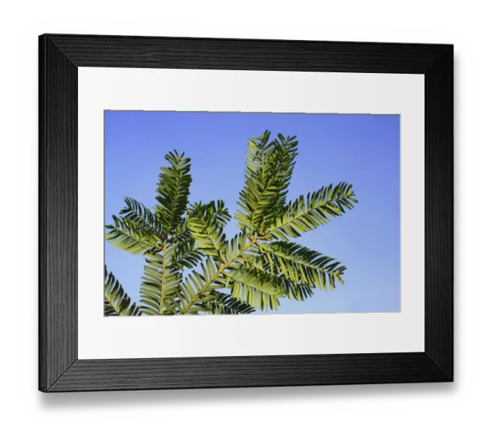Framed Print : Common Yew (Taxus baccata) close-up of leaves underside, in garden, Suffolk, England, September Framed Print : Common Yew (Taxus baccata) close-up of leaves underside, in garden, Suffolk, England, September