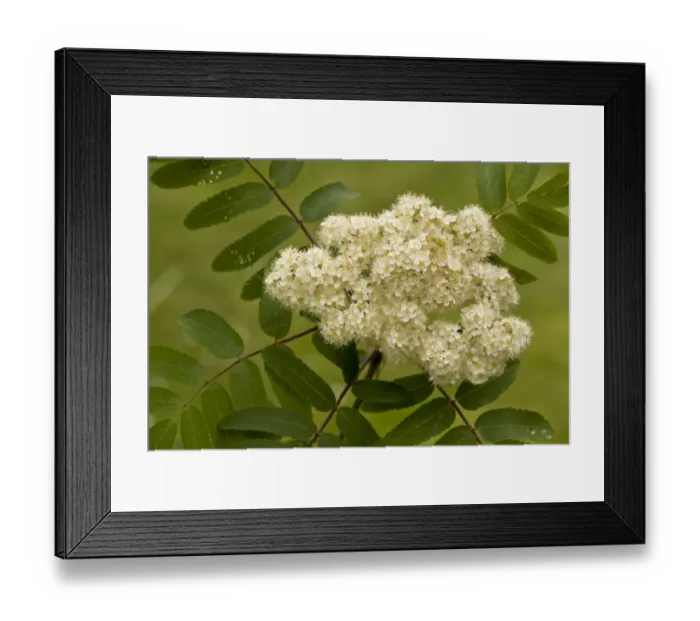 Framed Print : Rowan (Sorbus aucuparia) close-up of flowers, Dorset, England, May Framed Print : Rowan (Sorbus aucuparia) close-up of flowers, Dorset, England, May