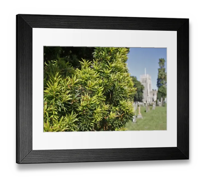 Framed Print : Irish Yew (Taxus baccata) Fastigiata, close-up of leaves, growing in village churchyard, St Framed Print : Irish Yew (Taxus baccata) Fastigiata, close-up of leaves, growing in village churchyard, St