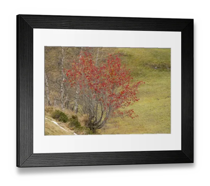 Framed Print : Rowan (Sorbus aucuparia) habit, in fruit, Swiss Alps, Switzerland, October