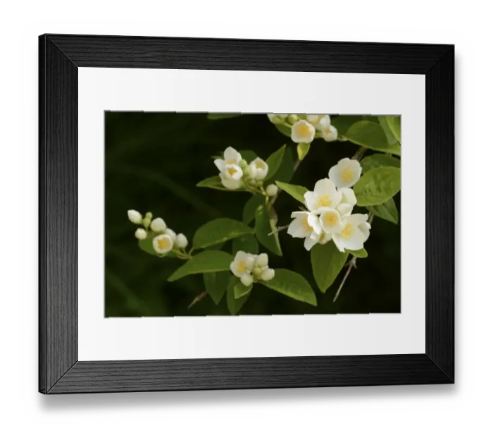 Framed Print : Mock-orange (Philadelphus sp. ) close-up of flowers and leaves, in garden, Oxfordshire, England, July Framed Print : Mock-orange (Philadelphus sp. ) close-up of flowers and leaves, in garden, Oxfordshire, England, July