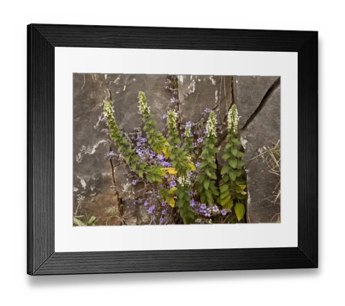 Framed Print : Endemic Greek Woundwort (Stachys canescens) flowering, growing on limestone cliff, Mani Peninsula, Peloponnese, Greece Framed Print : Endemic Greek Woundwort (Stachys canescens) flowering, growing on limestone cliff, Mani Peninsula, Peloponnese, Greece