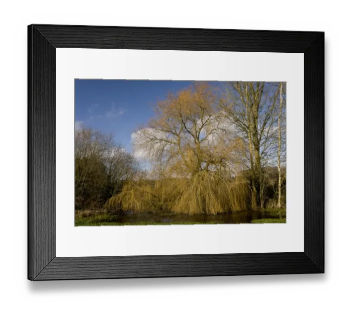 Framed Print : Weeping Willow (Salix babylonica) introduced species, habit, bare tree in winter, Turnerspuddle, Dorset, England Framed Print : Weeping Willow (Salix babylonica) introduced species, habit, bare tree in winter, Turnerspuddle, Dorset, England