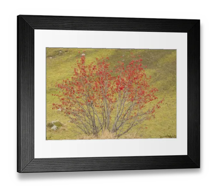 Framed Print : Rowan (Sorbus aucuparia) habit, in fruit, Swiss Alps, Switzerland, October Framed Print : Rowan (Sorbus aucuparia) habit, in fruit, Swiss Alps, Switzerland, October