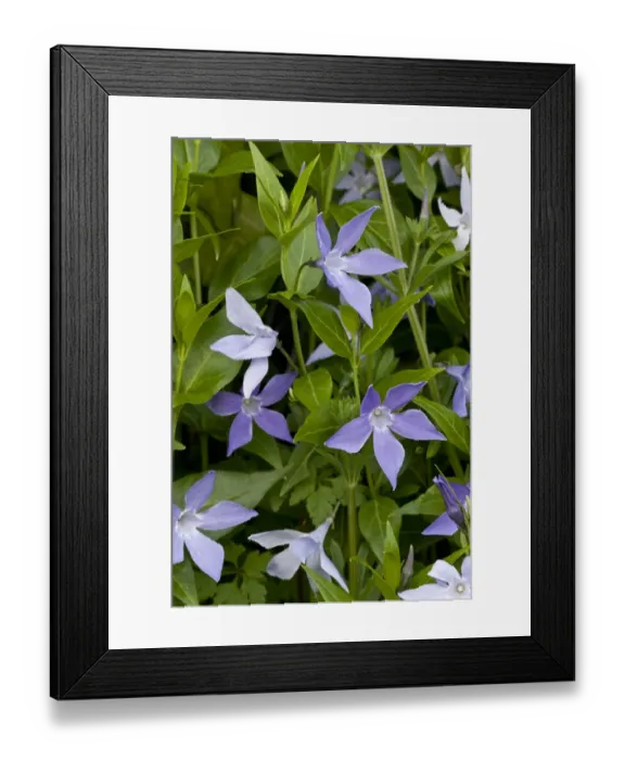 Framed Print : Sardinian Periwinkle (Vinca difformis ssp. sardoa) flowering, Sardinia, Italy, April Framed Print : Sardinian Periwinkle (Vinca difformis ssp. sardoa) flowering, Sardinia, Italy, April