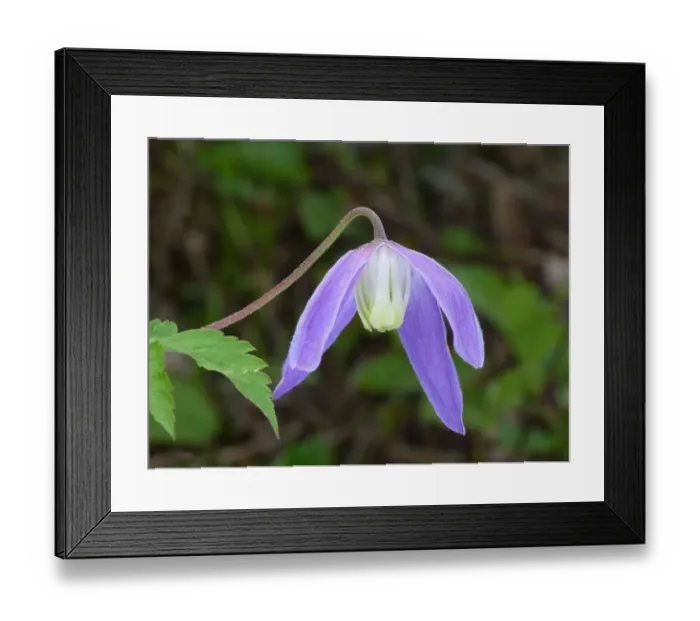 Framed Print : Alpine Clematis (Clematis alpina) close-up of flower, Dolomites, Italian Alps, Italy, June Framed Print : Alpine Clematis (Clematis alpina) close-up of flower, Dolomites, Italian Alps, Italy, June