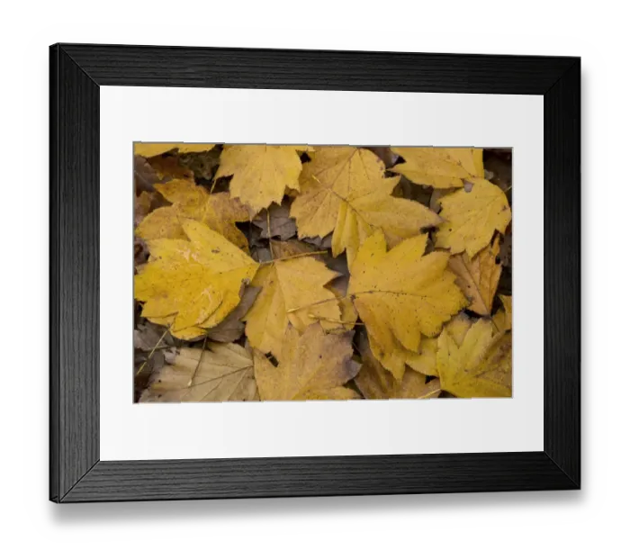Framed Print : Wild Service Tree (Sorbus torminalis) fallen leaves in deciduous woodland, Dordogne, France, November Framed Print : Wild Service Tree (Sorbus torminalis) fallen leaves in deciduous woodland, Dordogne, France, November