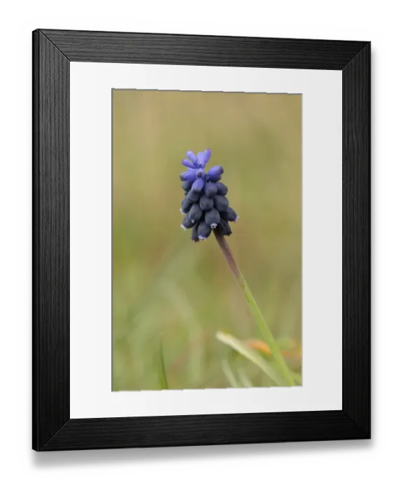 Framed Print : Starch Grape Hyacinth (Muscari neglectum) flowering, Tuddenham St. Mary, Suffolk, England, April Framed Print : Starch Grape Hyacinth (Muscari neglectum) flowering, Tuddenham St. Mary, Suffolk, England, April