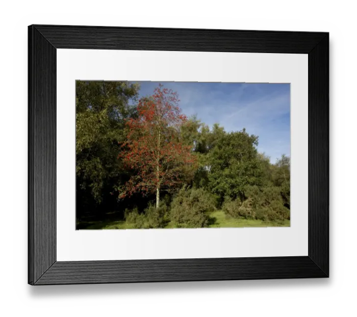 Framed Print : Rowan (Sorbus aucuparia) habit, in fruit, New Forest, Hampshire, England, October Framed Print : Rowan (Sorbus aucuparia) habit, in fruit, New Forest, Hampshire, England, October