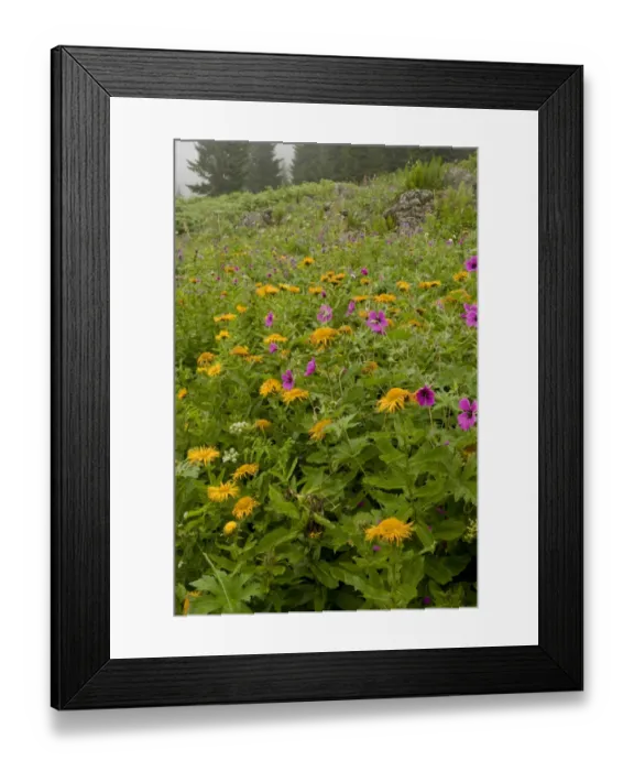 Framed Print : Armenian Cranesbill (Geranium psilostemon) and Giant Fleabane (Inula orientalis) flowering mass Framed Print : Armenian Cranesbill (Geranium psilostemon) and Giant Fleabane (Inula orientalis) flowering mass