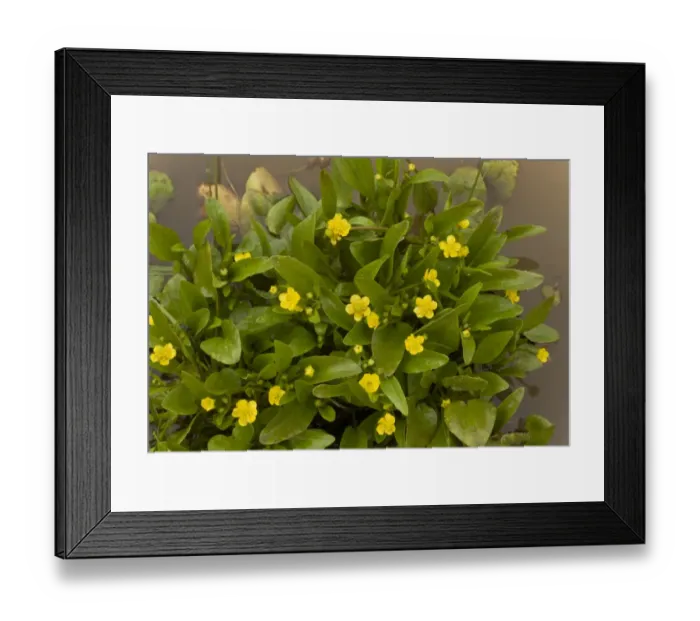 Framed Print : Adders Tongue Spearwort (Ranunculus ophioglossifolius) flowering, growing in standing water, Sardinia, Italy, April Framed Print : Adders Tongue Spearwort (Ranunculus ophioglossifolius) flowering, growing in standing water, Sardinia, Italy, April