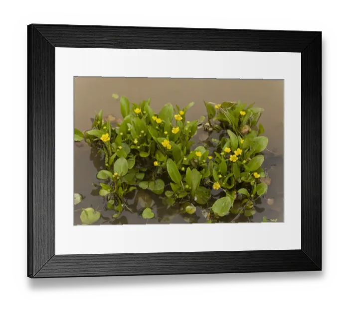 Framed Print : Adders Tongue Spearwort (Ranunculus ophioglossifolius) flowering, growing in standing water, Sardinia, Italy, April Framed Print : Adders Tongue Spearwort (Ranunculus ophioglossifolius) flowering, growing in standing water, Sardinia, Italy, April