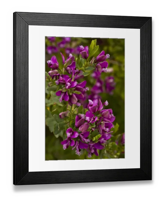 Framed Print : September Bush (Polygala myrtifolia) close-up of flowers, growing in cultivation, Sardinia, Italy, April Framed Print : September Bush (Polygala myrtifolia) close-up of flowers, growing in cultivation, Sardinia, Italy, April