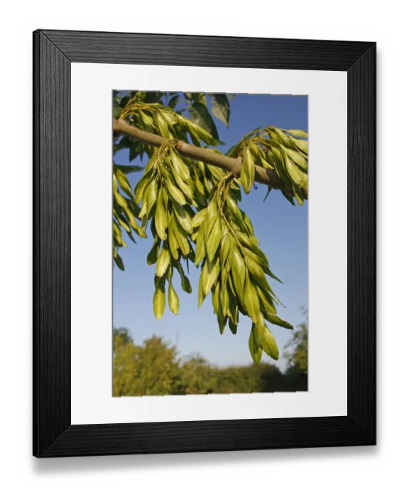 Framed Print : Common Ash (Fraxinus excelsior) close-up of unripe keys (fruit), Bacton, Suffolk, England, July