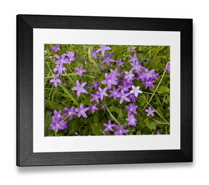 Framed Print : Spreading Bellflower (Campanula patula) flowering, Romania, June Framed Print : Spreading Bellflower (Campanula patula) flowering, Romania, June