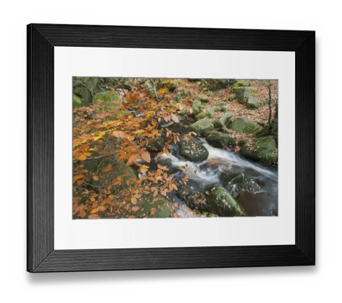 Framed Print : Common Beech (Fagus sylvatica) leaves in autumn colour, growing beside stream in rocky woodland habitat, Burbage Brook