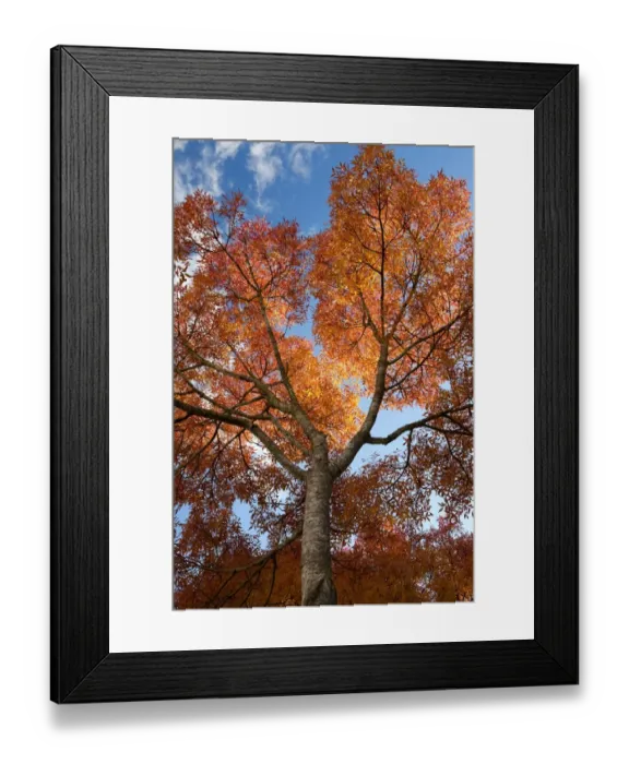 Framed Print : Common Ash (Fraxinus excelsior) branches with leaves in autumn colour, in late afternoon sunlight, Bideford Framed Print : Common Ash (Fraxinus excelsior) branches with leaves in autumn colour, in late afternoon sunlight, Bideford