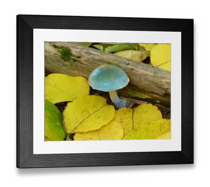 Framed Print : Verdigris Agaric (Stropharia aeruginosa) fruiting body, growing amongst fallen leaves, Derbyshire, England, October Framed Print : Verdigris Agaric (Stropharia aeruginosa) fruiting body, growing amongst fallen leaves, Derbyshire, England, October