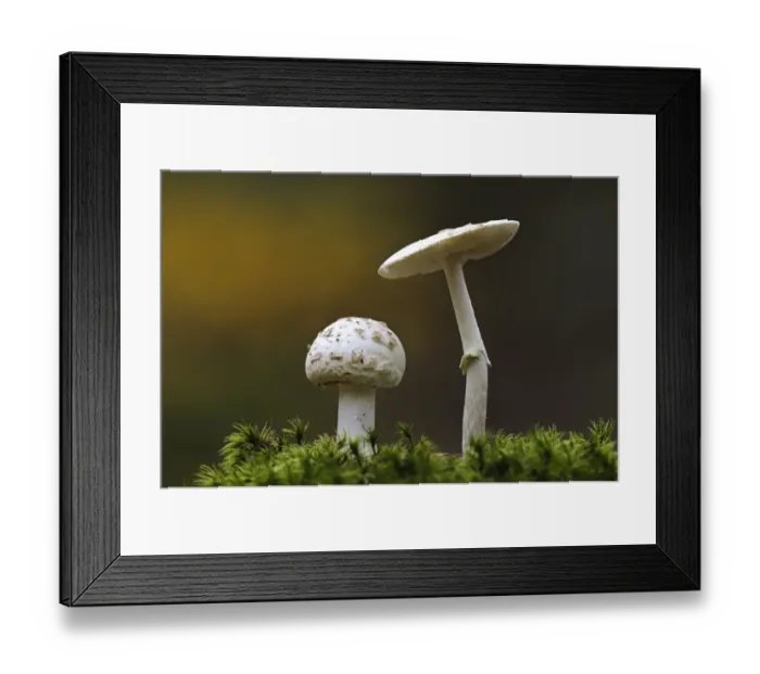 Framed Print : False Death-cap (Amanita citrina) two fruiting bodies, growing amongst moss, Clumber Park, Nottinghamshire, England Framed Print : False Death-cap (Amanita citrina) two fruiting bodies, growing amongst moss, Clumber Park, Nottinghamshire, England