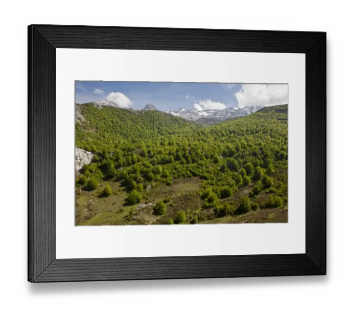 Framed Print : Common Beech (Fagus sylvatica) high altitude woodland habitat, near Tresviso, Picos de Europa, Cantabrian Mountains Framed Print : Common Beech (Fagus sylvatica) high altitude woodland habitat, near Tresviso, Picos de Europa, Cantabrian Mountains