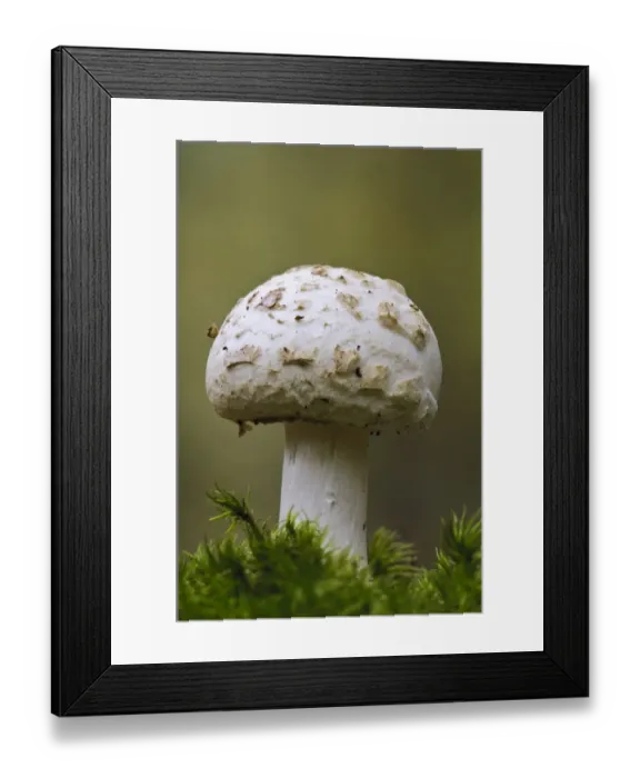 Framed Print : False Death-cap (Amanita citrina) fruiting body, growing amongst moss, Clumber Park, Nottinghamshire, England, October Framed Print : False Death-cap (Amanita citrina) fruiting body, growing amongst moss, Clumber Park, Nottinghamshire, England, October