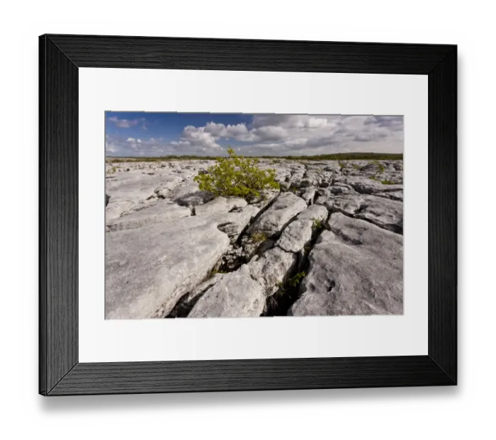 Framed Print : Common Ash (Fraxinus excelsior) stunted habit, growing on limestone pavement, near Lough Geallain, Burren N. P Framed Print : Common Ash (Fraxinus excelsior) stunted habit, growing on limestone pavement, near Lough Geallain, Burren N. P