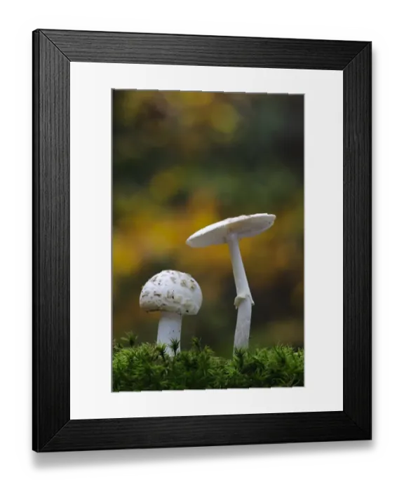 Framed Print : False Death-cap (Amanita citrina) two fruiting bodies, growing amongst moss, Clumber Park, Nottinghamshire, England Framed Print : False Death-cap (Amanita citrina) two fruiting bodies, growing amongst moss, Clumber Park, Nottinghamshire, England
