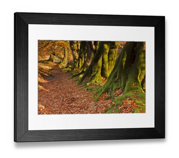 Framed Print : Common Beech (Fagus sylvatica) row of trunks and fallen leaves, in early morning sunlight, Hoar Oak Water, Exmoor N. P Framed Print : Common Beech (Fagus sylvatica) row of trunks and fallen leaves, in early morning sunlight, Hoar Oak Water, Exmoor N. P