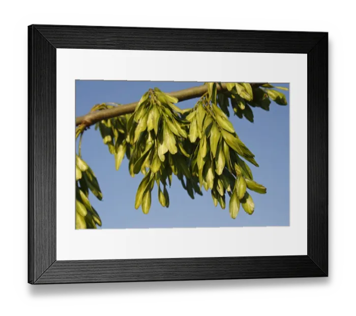 Framed Print : Common Ash (Fraxinus excelsior) close-up of unripe keys (fruit), Bacton, Suffolk, England, July