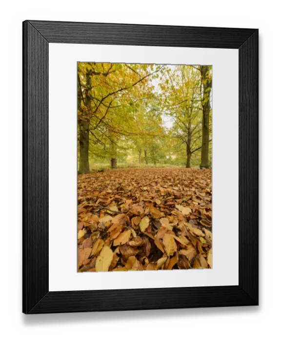 Framed Print : Common Beech (Fagus sylvatica) leaf litter on floor in woodland habitat, Shrugborough, Staffordshire, England, October