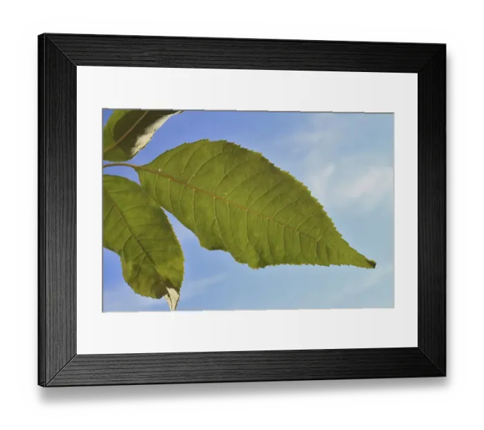 Framed Print : Common Ash (Fraxinus excelsior) close-up of leaf underside, Mendlesham, Suffolk, England, September Framed Print : Common Ash (Fraxinus excelsior) close-up of leaf underside, Mendlesham, Suffolk, England, September