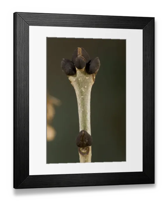 Framed Print : Common Ash (Fraxinus excelsior) close-up of twig with winter buds, England, October Framed Print : Common Ash (Fraxinus excelsior) close-up of twig with winter buds, England, October