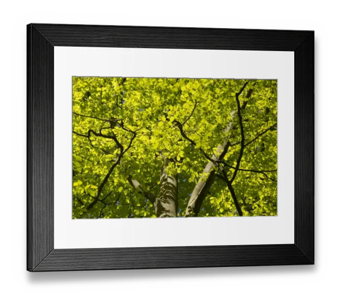 Framed Print : Common Beech (Fagus sylvatica) newly emerged leaves, looking up into backlit canopy, Yorkshire, England, May Framed Print : Common Beech (Fagus sylvatica) newly emerged leaves, looking up into backlit canopy, Yorkshire, England, May
