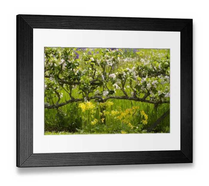 Framed Print : Cultivated Apple (Malus domestica) flowering, grown as two-tiered espaliers in garden, Herefordshire, England, May Framed Print : Cultivated Apple (Malus domestica) flowering, grown as two-tiered espaliers in garden, Herefordshire, England, May