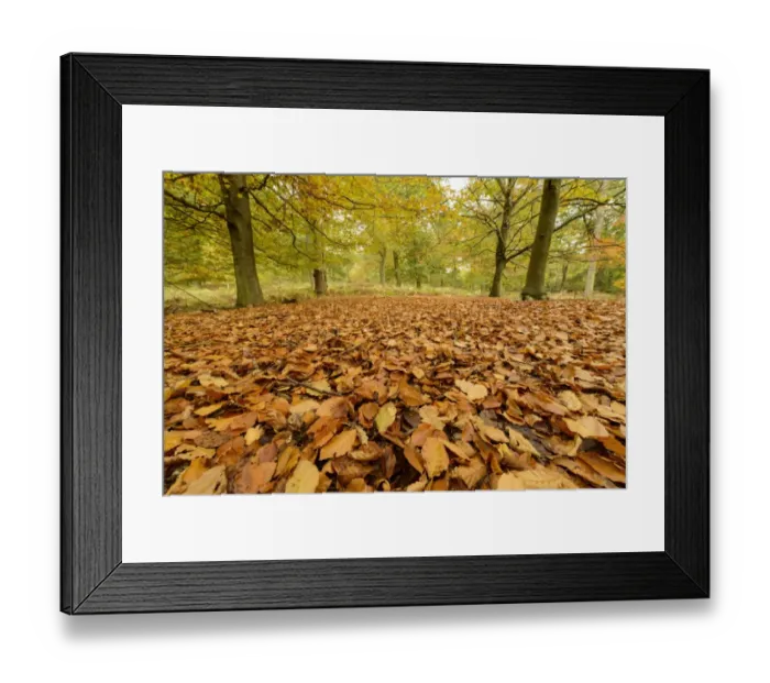 Framed Print : Common Beech (Fagus sylvatica) leaf litter on floor in woodland habitat, Shrugborough, Staffordshire, England, October Framed Print : Common Beech (Fagus sylvatica) leaf litter on floor in woodland habitat, Shrugborough, Staffordshire, England, October