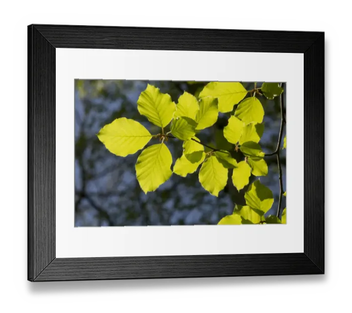 Framed Print : Common Beech (Fagus sylvatica) close-up of newly emerged leaves, backlit, Yorkshire, England, May Framed Print : Common Beech (Fagus sylvatica) close-up of newly emerged leaves, backlit, Yorkshire, England, May
